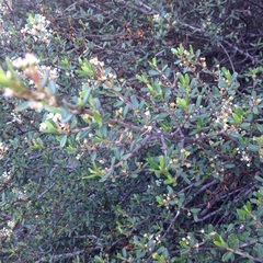 Ceanothus pauciflorus