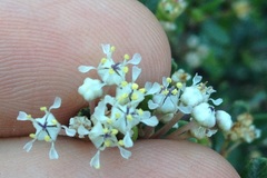 Ceanothus pauciflorus