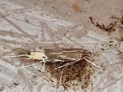 Cosmopterix pulchrimella