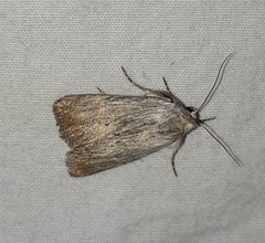 Oncocnemidinae