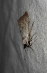 Oncocnemidinae