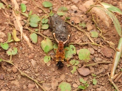 Rhyncocheilus aureus