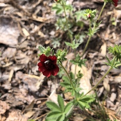 Potentilla thurberi