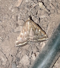 Loxostege sticticalis