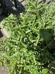 Eclipta prostrata