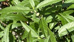 Eclipta prostrata
