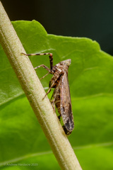 Orthopagus splendens