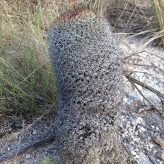 Mammillaria haageana