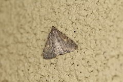 Idia diminuendis