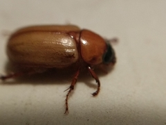 Scarabaeidae