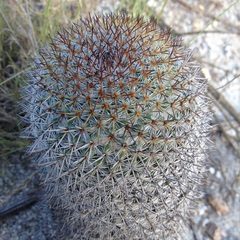Mammillaria haageana