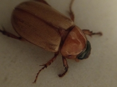 Scarabaeidae