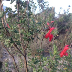 Salvia oaxacana