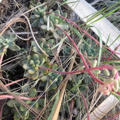 Echeveria amoena