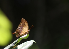 Charaxes varanes