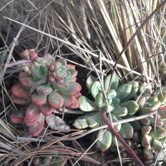 Echeveria amoena