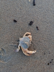 Liocarcinus holsatus