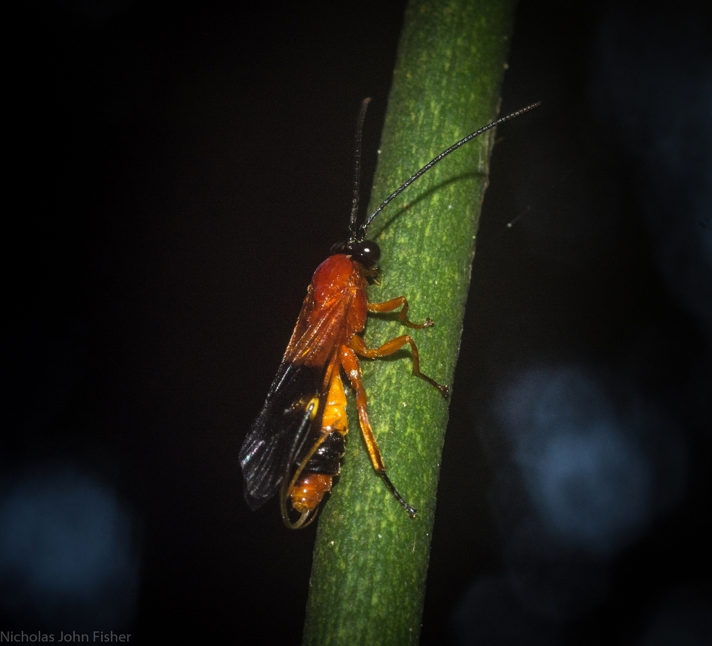 Camptotypus lachesis
