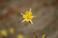 Aquilegia chrysantha