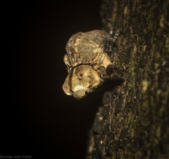 Brachyphyes thoracicus