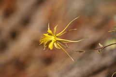 Aquilegia chrysantha