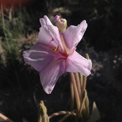 Mirabilis longiflora
