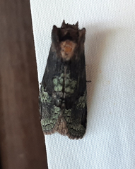 Lepidoptera