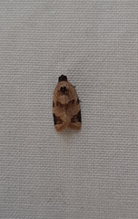 Lepidoptera