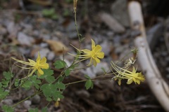 Aquilegia chrysantha