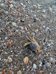 Liocarcinus holsatus
