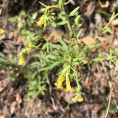 Lithospermum multiflorum