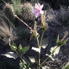 Mirabilis longiflora