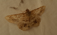 Lepidoptera