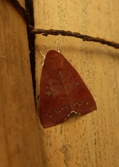 Lepidoptera