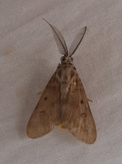 Lepidoptera