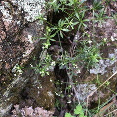 Galium mexicanum
