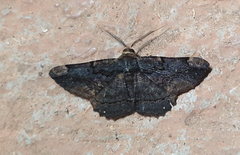 Lepidoptera