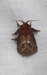 Lepidoptera
