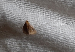Lepidoptera