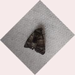 Lepidoptera