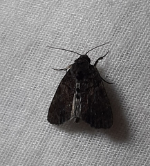 Lepidoptera