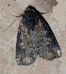 Lepidoptera