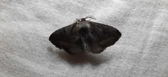 Lepidoptera