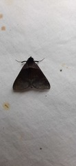 Lepidoptera