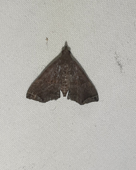 Lepidoptera