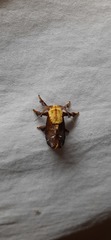 Lepidoptera