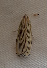 Tyspanodes linealis