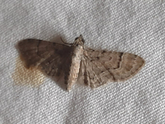Lepidoptera