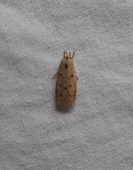 Lepidoptera