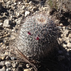Mammillaria haageana haageana
